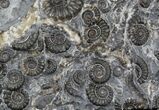 Marston Magna Ammonite Cluster - England #30745-2